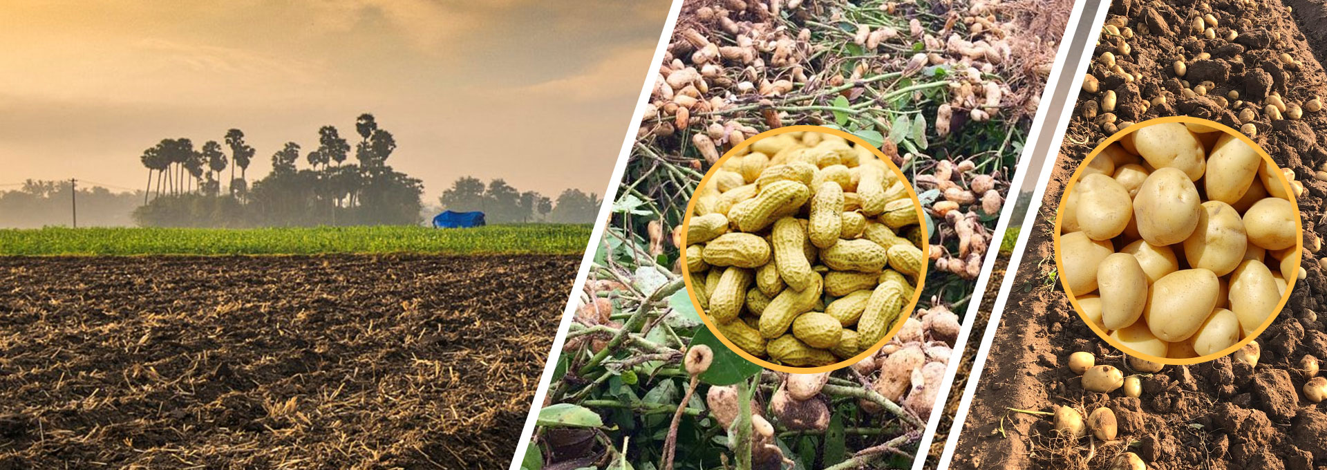 exporter potato and peanut in india