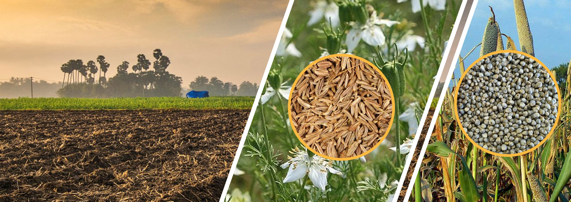 exporter cumin seed and millet in india
